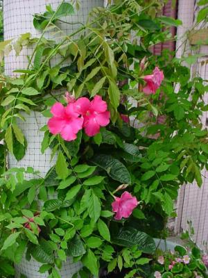 PinkClematis.jpg