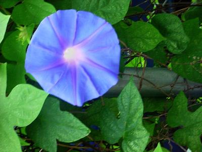 MorningGlory.jpg