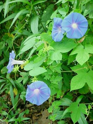 MorningGlories.jpg