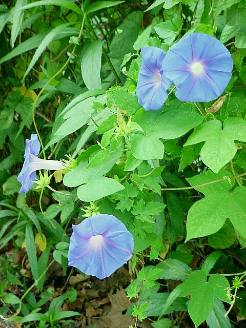 MorningGlories.jpg