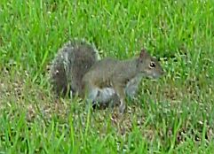 Squirrel.jpg