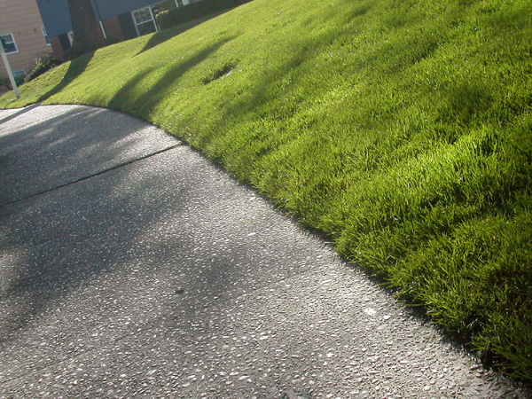 Nice grass