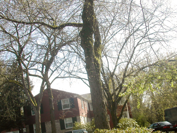No leaves yet