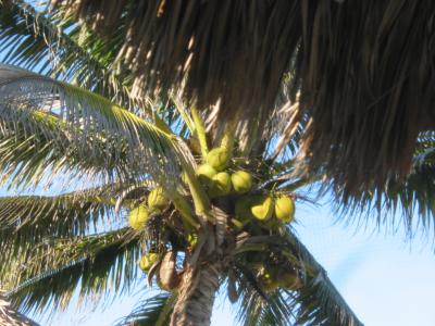 Bad Coconuts .JPG