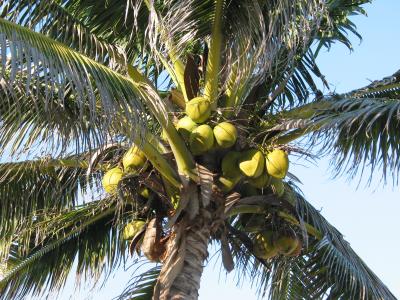 Coconuts.JPG