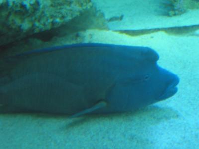 Sydney Aquarium 2003