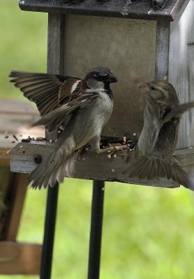 house sparrow battle 1