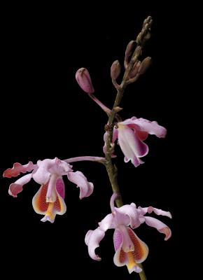 Schomburgkia tibicinis 3