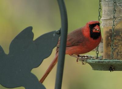 cardinal male at feeder 5
