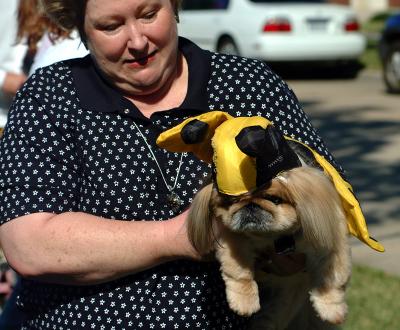 bumblebee dog 3 GPW