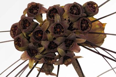 Tacca chantrieri 5