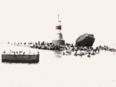 u27/artsi/medium/16348228.CormorantsPhalacrocaCarboinKotkaharbourarea2.5.2003.jpg