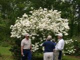 Buddy Lee and the McDavits, Viburnum macrophylla (Snow Ball Bush)