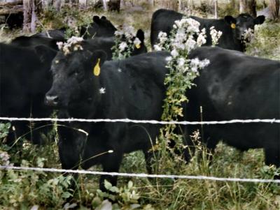 cow.jpg