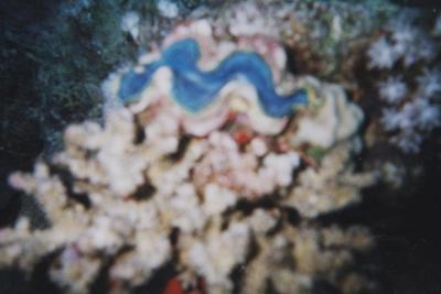 u27/barbara49/medium/15848772.Giantclam.jpg