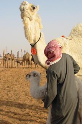 Camel and Bedu.jpg
