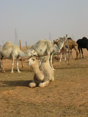 Camel rest.jpg