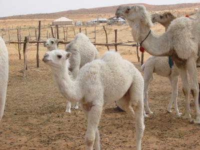 White Baby camels.jpg