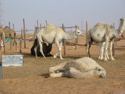 Sleeping camel.jpg