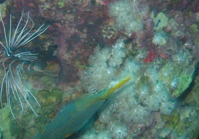 Turkey fish_trigger fish.jpg