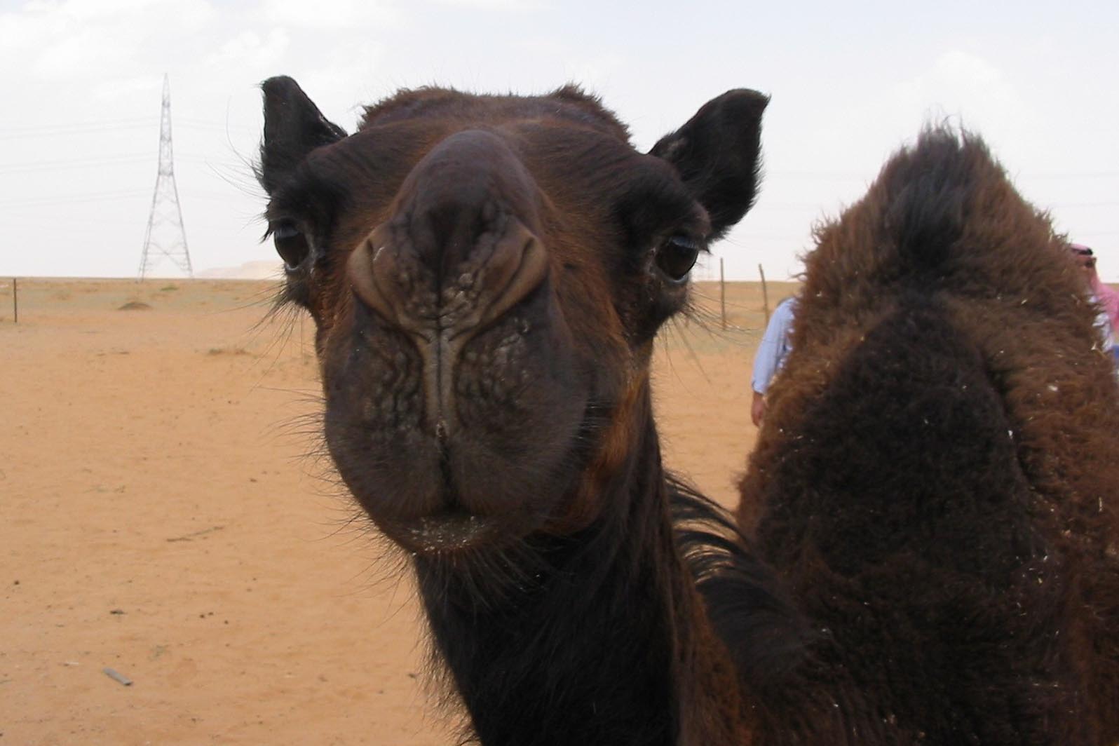 Camel faces.jpg