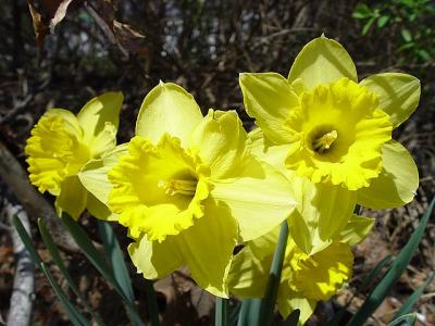 Daffodils