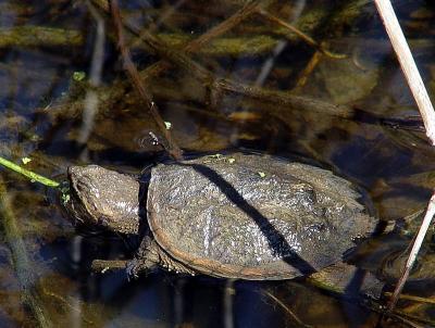 Baby Snapper 02410.jpg