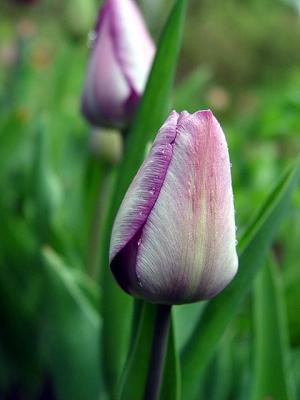 Lavendar Tulip