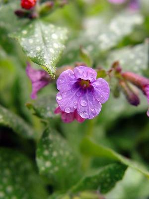 Lavendar Flower