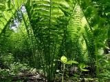 Looking up thru the Ferns.jpg