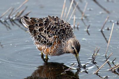 Long-Billed Dowitcher II