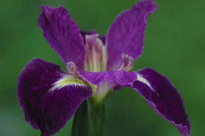 An Amazing Iris