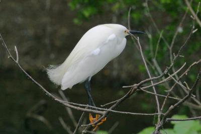 Snowy Egret at Rest