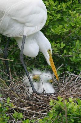 Great Egret Mother and Young