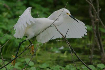 Snowy Egret Takeoff
