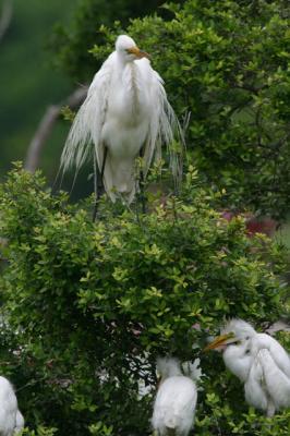 Great Egret Family at Home