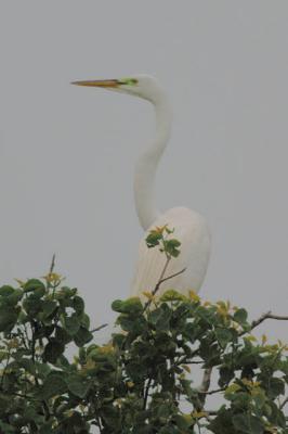 Great Egret on Top of the World