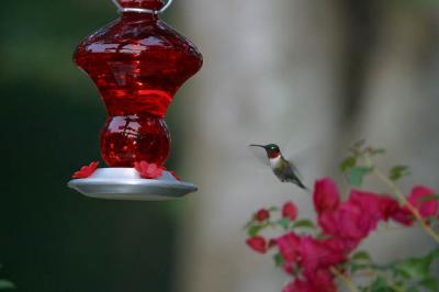 Ruby-Throated Hummingbird I