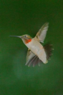 Ruby-Throated Hummingbird II