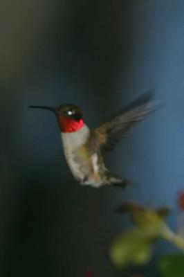 Ruby-Throated Hummingbird III