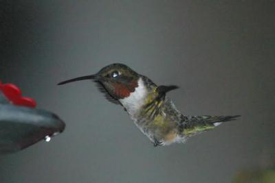 Ruby-Throated Hummingbird V