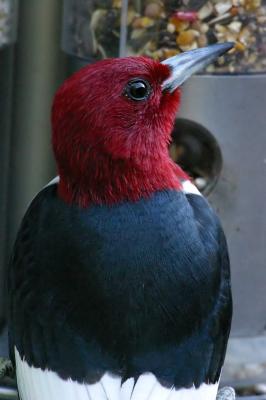 Red-Headed Woodpecker