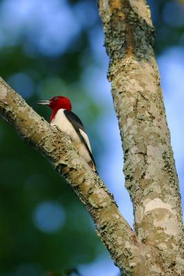 Red-Headed Woodpecker II