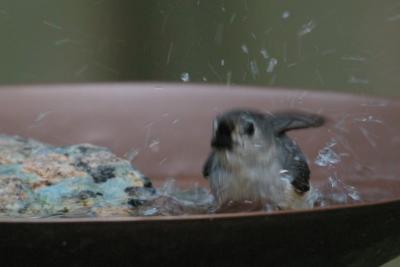 Tufted Titmouse in Bird Bath