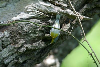 Northern Parula Working a Spider Web I