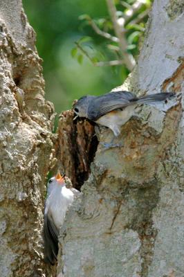 Tufted Titmouse Couple I