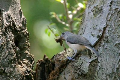 Titmouse With Nesting Material