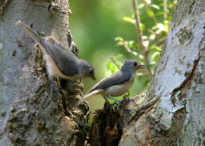 Tufted Titmouse Couple II