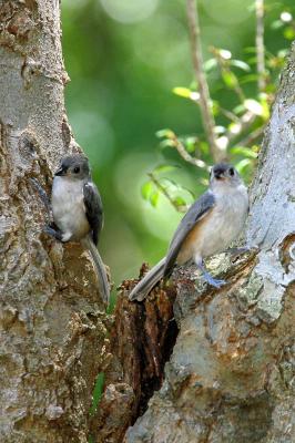 Tufted Titmouse Couple III