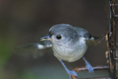 Tufted Titmouse Closeup